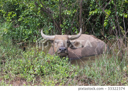 Pasture rised Asian water buffalo. Pasture rised Asian water buffalo. 33322374