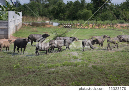 Pasture rised Asian water buffalo. Pasture rised Asian water buffalo. 33322378