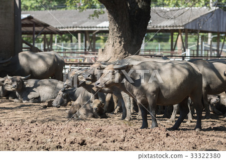 Water buffalo herd in stable. 33322380