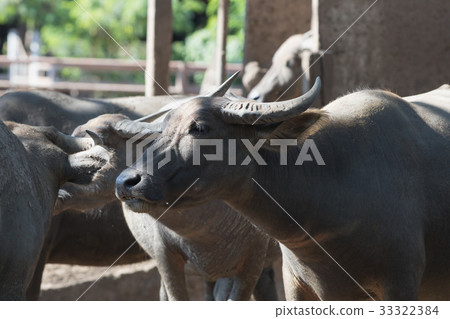 Water buffalo herd in stable. Water buffalo herd in stable. 33322384