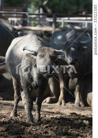 Water buffalo herd in stable. Water buffalo herd in stable. 33322385