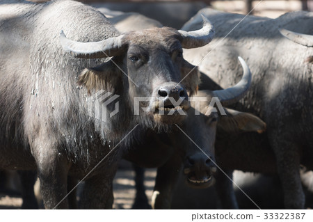 Water buffalo herd in stable. Water buffalo herd in stable. 33322387