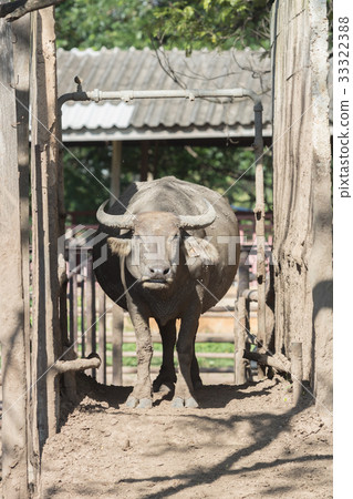 Water buffalo herd in stable. Water buffalo herd in stable. 33322388