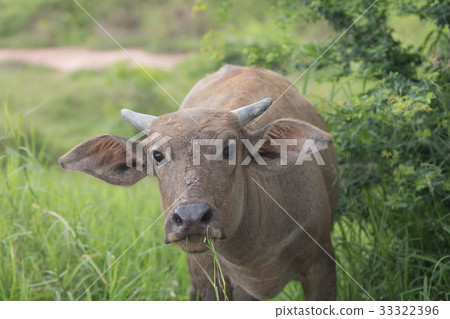 Pasture raised Asian water buffalo. 33322396