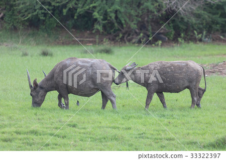 Pasture raised Asian water buffalo. Pasture raised Asian water buffalo. 33322397