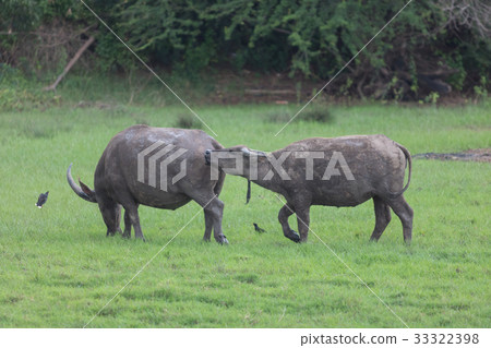 Pasture raised Asian water buffalo. Pasture raised Asian water buffalo. 33322398