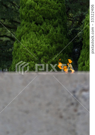 和平之光 和平之光 33322406