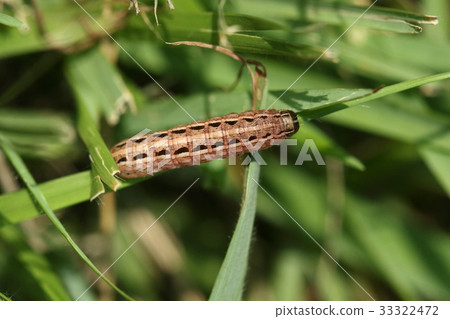 Creatures Insects Squid kills, grass is a favorite food. It seems that he is a dislike of parks and golf courses. 33322472