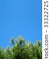 藍天和松樹 33322725