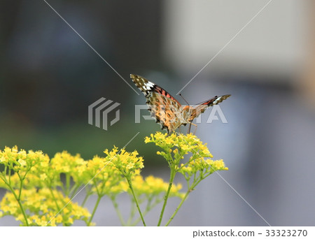 Leopard butterfly on a lobster 33323270