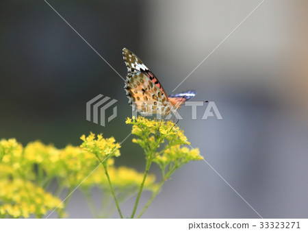 Leopard butterfly on a lobster 33323271