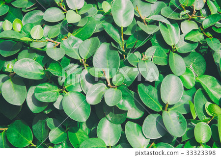 green leaf background or green Leaves green leaf background or green Leaves 33323398
