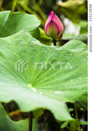植物園荷花池 33323849