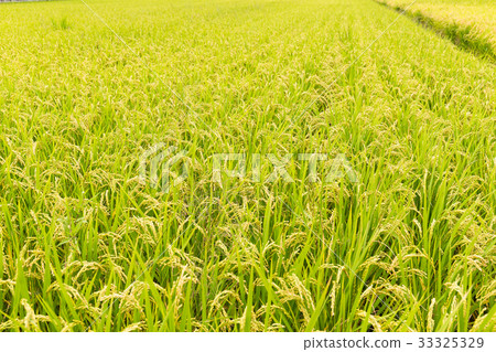Rice meadow 33325329