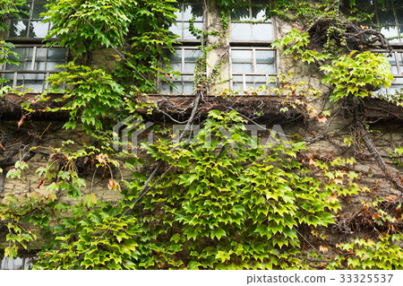 House with window and vines House with window and vines 33325537
