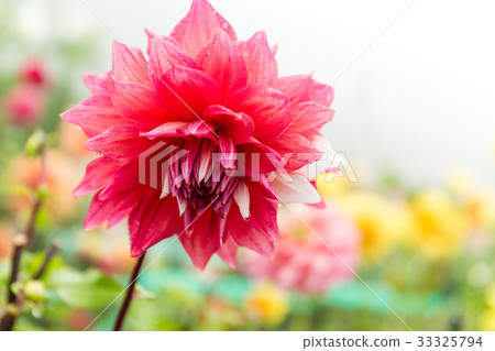 Chrysanthemum in pink 33325794