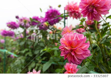 Pink chrysanthemum 33325807