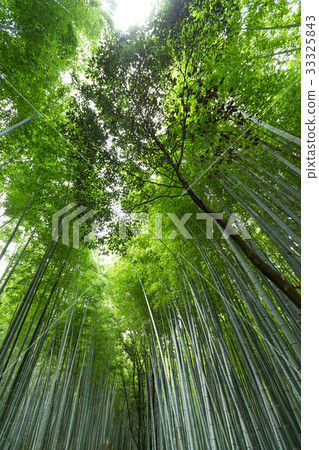 Bamboo forest at Arashiyama in Kyoto Bamboo forest at Arashiyama in Kyoto 33325843