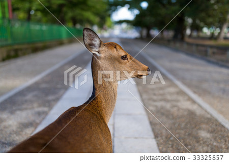 Cute Wild deer in Nara park 33325857