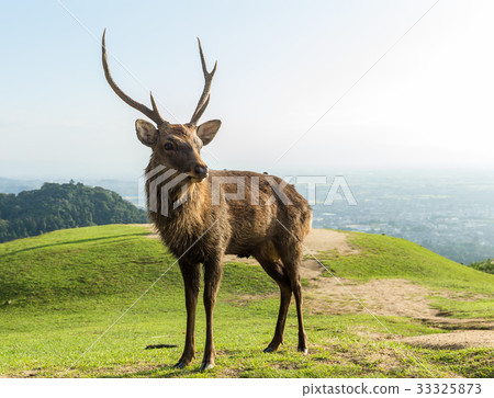 Male Deer in the park Male Deer in the park 33325873