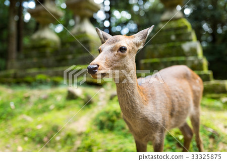 Wild deer in a japanese temple 33325875