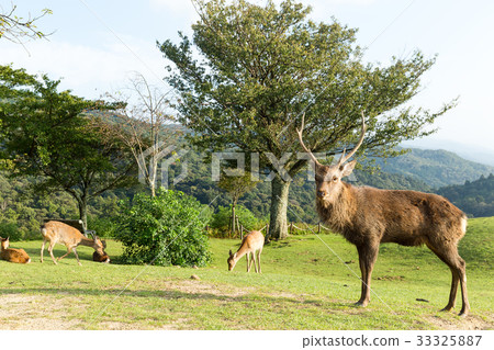 Deer buck Deer buck 33325887