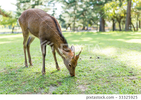 Deer eating grass 33325925