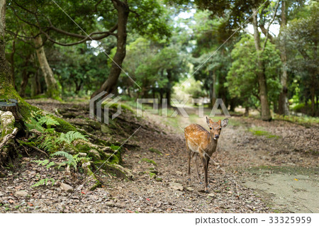 Cute Deer in japanese temple 33325959