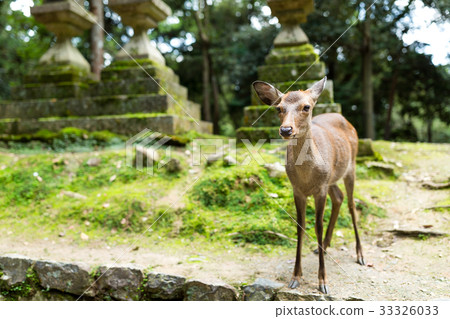 Wild deer in japanese temple Wild deer in japanese temple 33326033