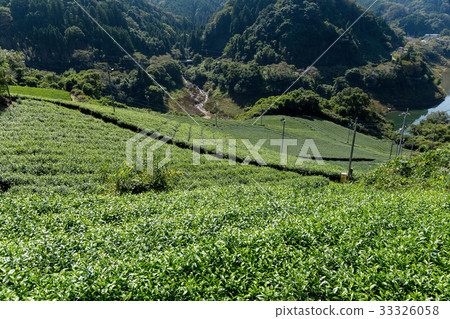 Tea plantation Cameron highland Tea plantation Cameron highland 33326058