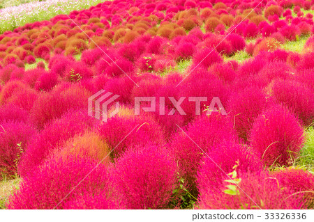 Red Bassia scoparia in Autumn season Red Bassia scoparia in Autumn season 33326336
