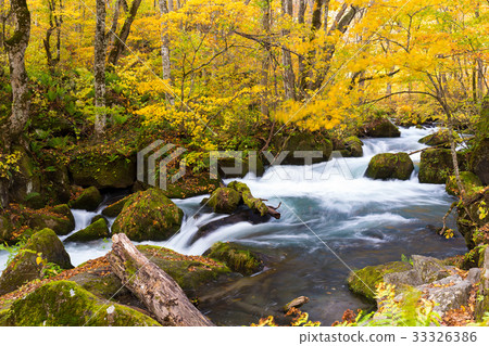 Oirase Mountain Stream Oirase Mountain Stream 33326386