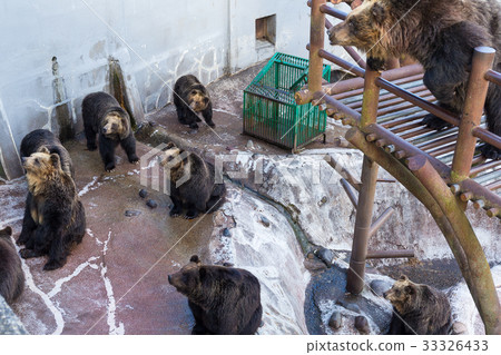 Group of Bear in zoo Group of Bear in zoo 33326433