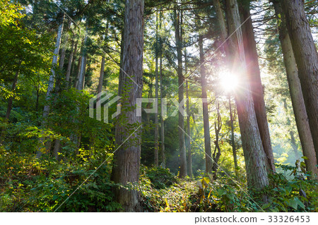 Green Forest and sunlight flare Green Forest and sunlight flare 33326453