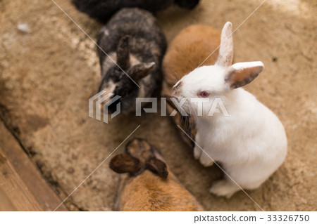 Little rabbit 33326750