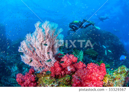 Wonderful underwater world with seafan 33329367