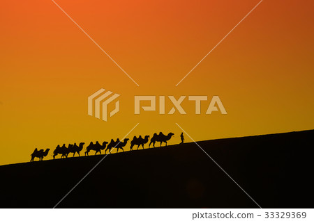 Camel journey in the desert 33329369