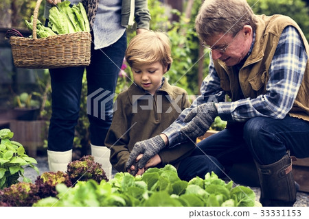 Family picking vegetable from backyard garden Family picking vegetable from backyard garden 33331153