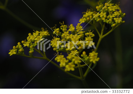 Ominae和Chrysanthemum Ominae和Chrysanthemum 33332772