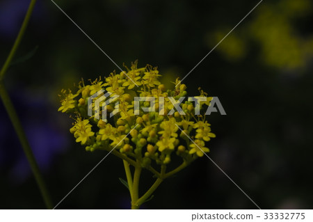 Ominae和Chrysanthemum Ominae和Chrysanthemum 33332775