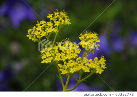 Ominae和Chrysanthemum Ominae和Chrysanthemum 33332778