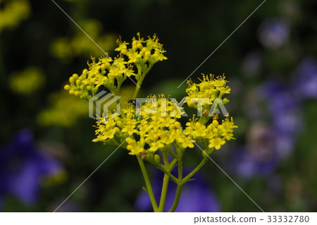 Ominae和Chrysanthemum Ominae和Chrysanthemum 33332780
