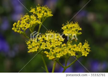 Ominae和Chrysanthemum 33332781