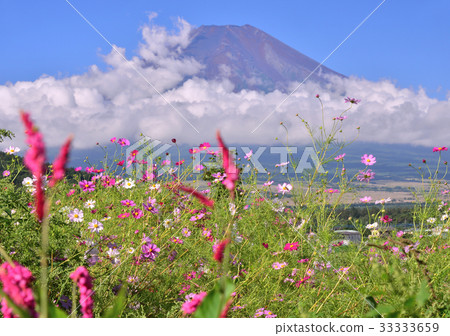 Oshino flower garden and Mt. Fuji-778345 Oshino flower garden and Mt. Fuji-778345 33333659