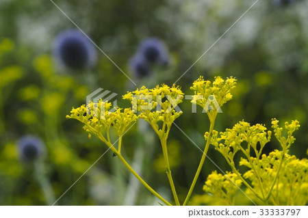 Ominaeshi and Higodai Ominaeshi and Higodai 33333797