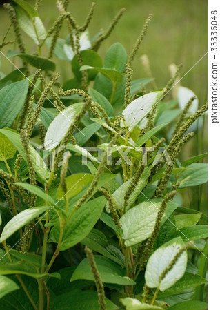 Hange的葉子和花顯示 33336048