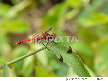 Konoshime Tonbo (red dragonfly) Konoshime Tonbo (red dragonfly) 33336216