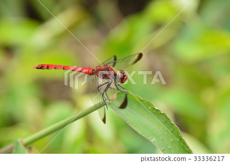 Konoshime Tonbo（紅蜻蜓） 33336217
