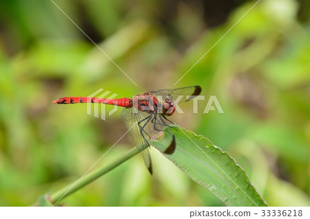 Konoshime Tonbo(紅蜻蜓) Konoshime Tonbo(紅蜻蜓) 33336218