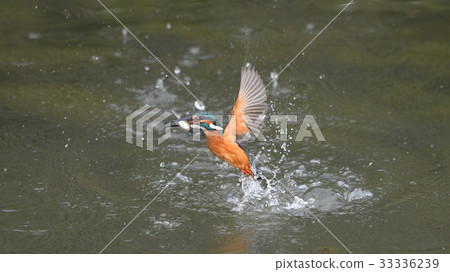 4K kingfisher fish catch 1 33336239